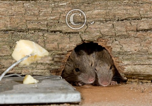 House Mouse ad Trap DM0591